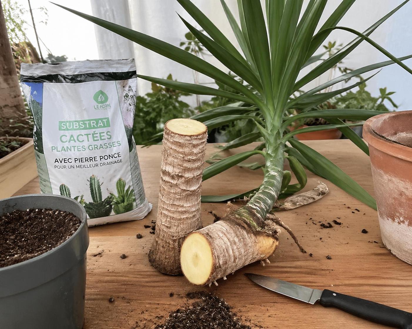 découvrez comment bouturer un yucca facilement grâce à nos conseils sur la technique par tronçon ou drageons, le choix du substrat idéal et le taux de réussite selon la saison.