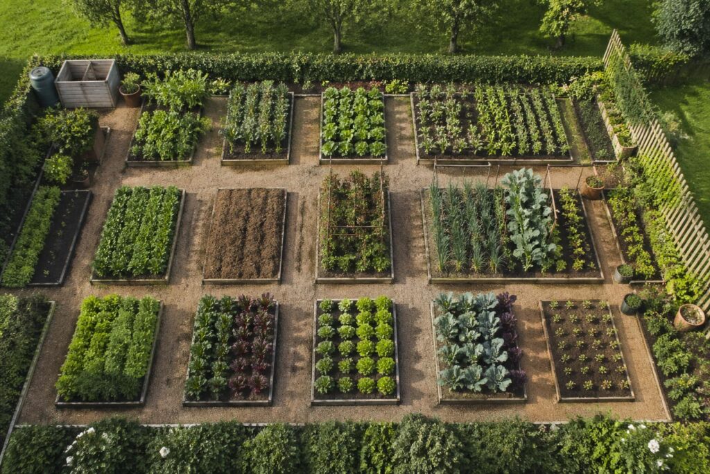 découvrez comment organiser efficacement votre plan potager rectangulaire avec des conseils sur la rotation des cultures et la gestion optimale de l'espace pour un jardin productif et harmonieux.