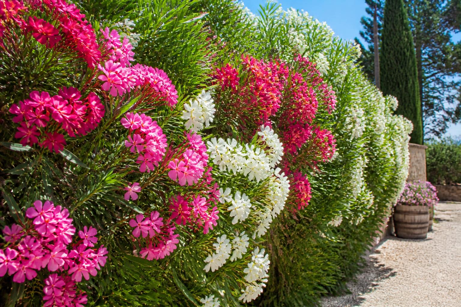 découvrez tout sur la haie de laurier rose : ses caractéristiques, la distance idéale de plantation et les conseils pour un entretien annuel optimal afin de garder une haie saine et esthétique.