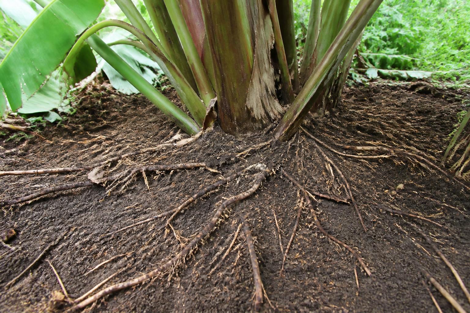 découvrez le comportement des racines du bananier, leur profondeur et les implications essentielles pour une plantation optimale et durable.